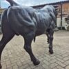 Skulptur Dekoration Stier Bronze 1,55 m - immagine 5