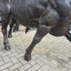 Skulptur Dekoration Stier Bronze 1,55 m - immagine 4