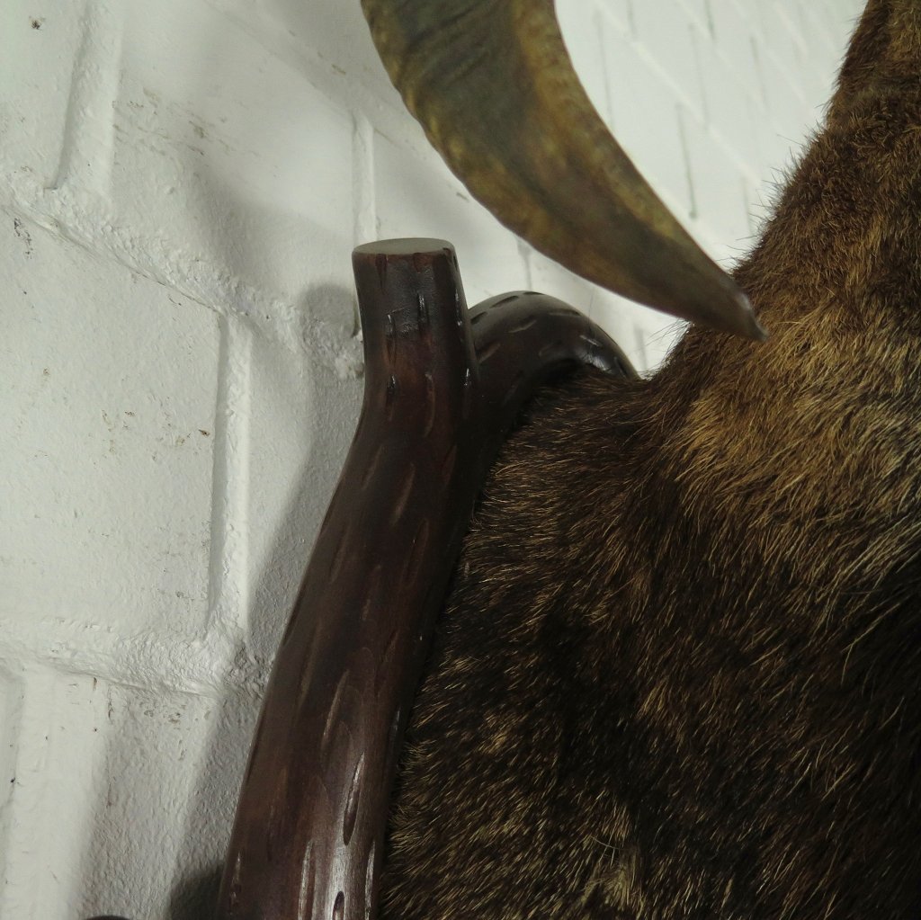 Jagdtrophäe Mufflon 0,67 m
