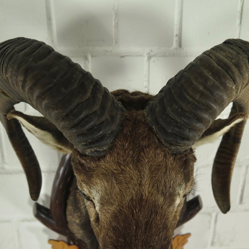 Jagdtrophäe Mufflon 0,67 m