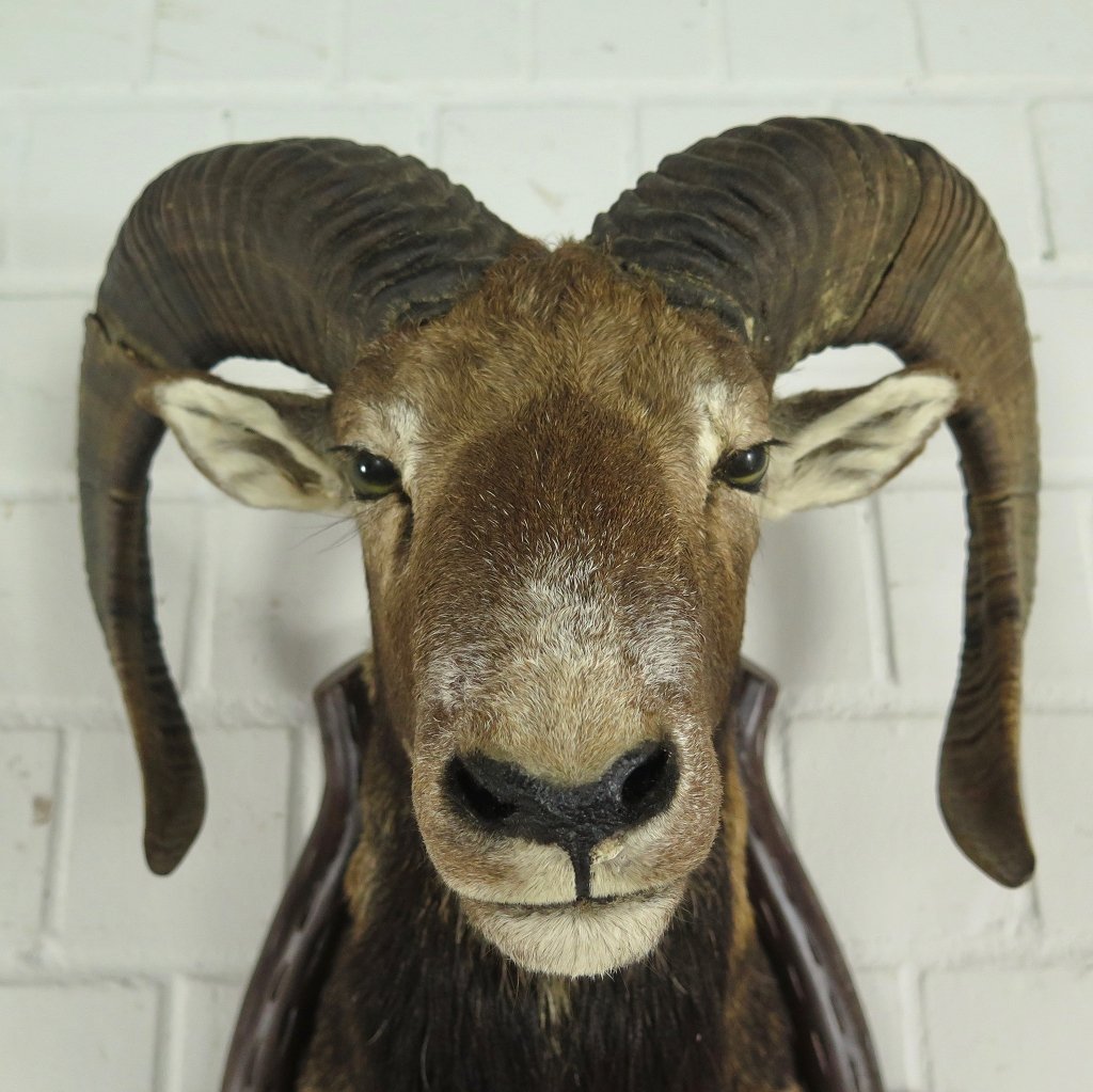 Jagdtrophäe Mufflon 0,67 m