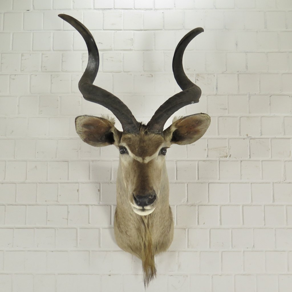 Jagdtrophäe Großer Kudu 1,25 m