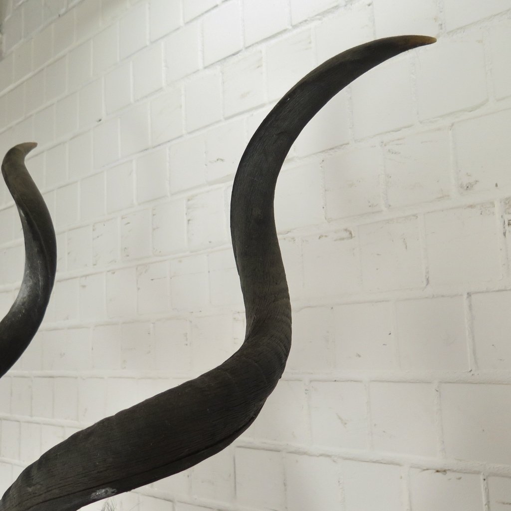 Jagdtrophäe Großer Kudu 1,25 m