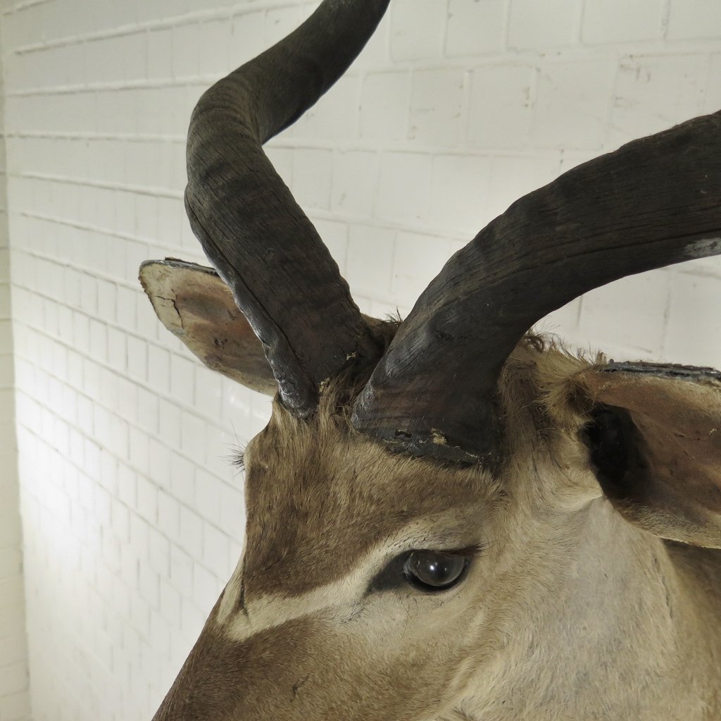 Jagdtrophäe Großer Kudu 1,25 m