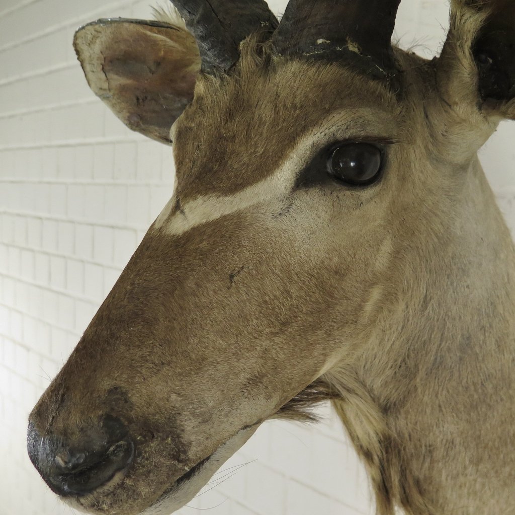 Jagdtrophäe Großer Kudu 1,25 m