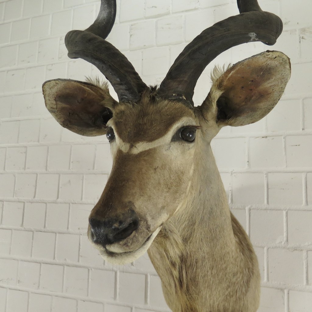 Jagdtrophäe Großer Kudu 1,25 m