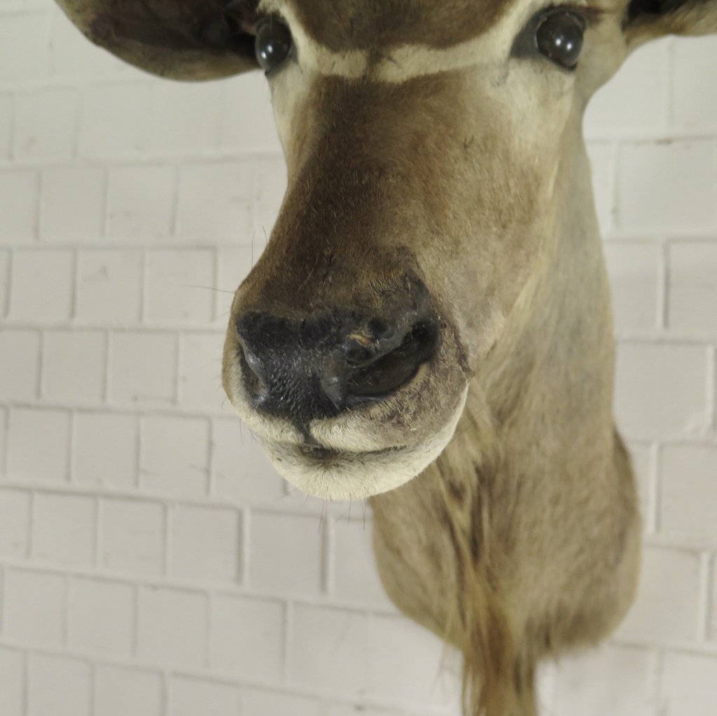 Jagdtrophäe Großer Kudu 1,25 m
