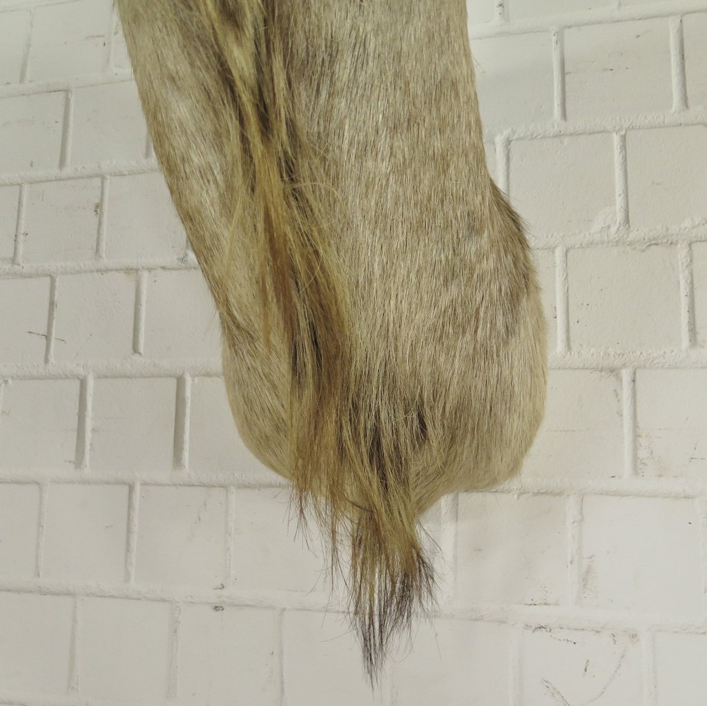 Jagdtrophäe Großer Kudu 1,25 m