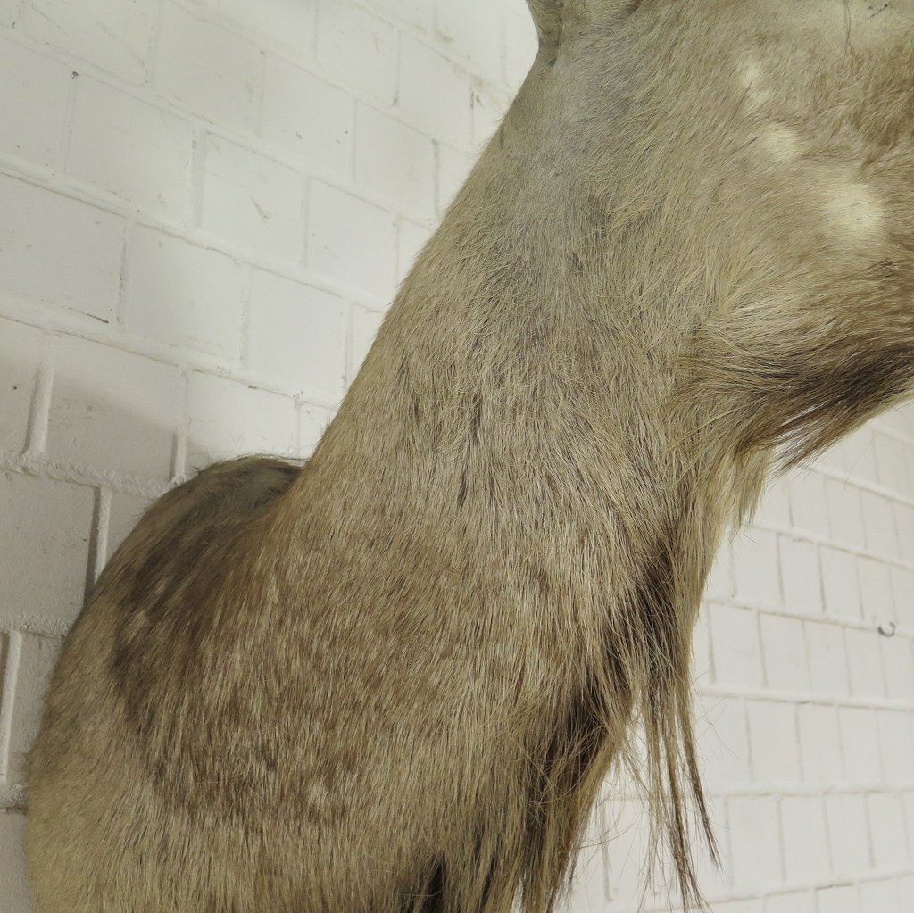 Jagdtrophäe Großer Kudu 1,25 m