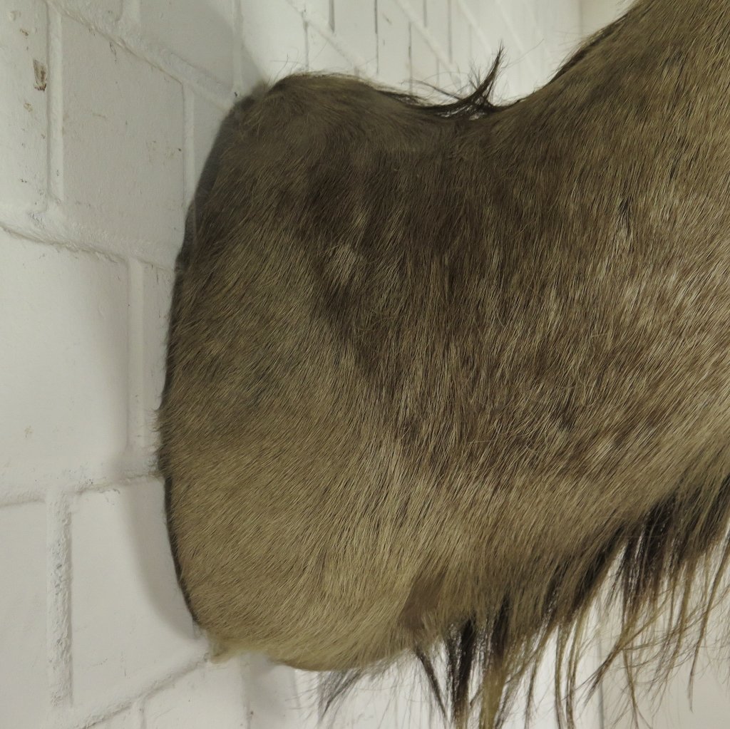 Jagdtrophäe Großer Kudu 1,25 m