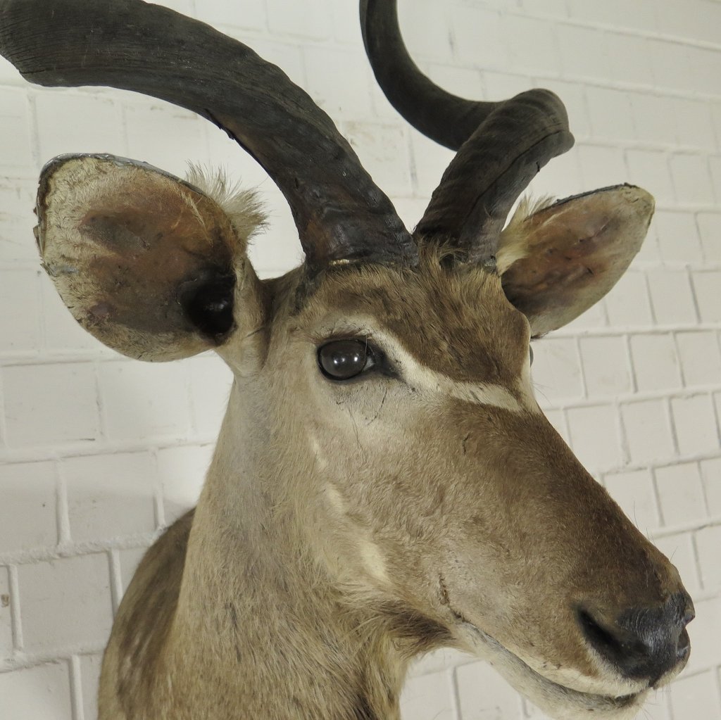 Jagdtrophäe Großer Kudu 1,25 m
