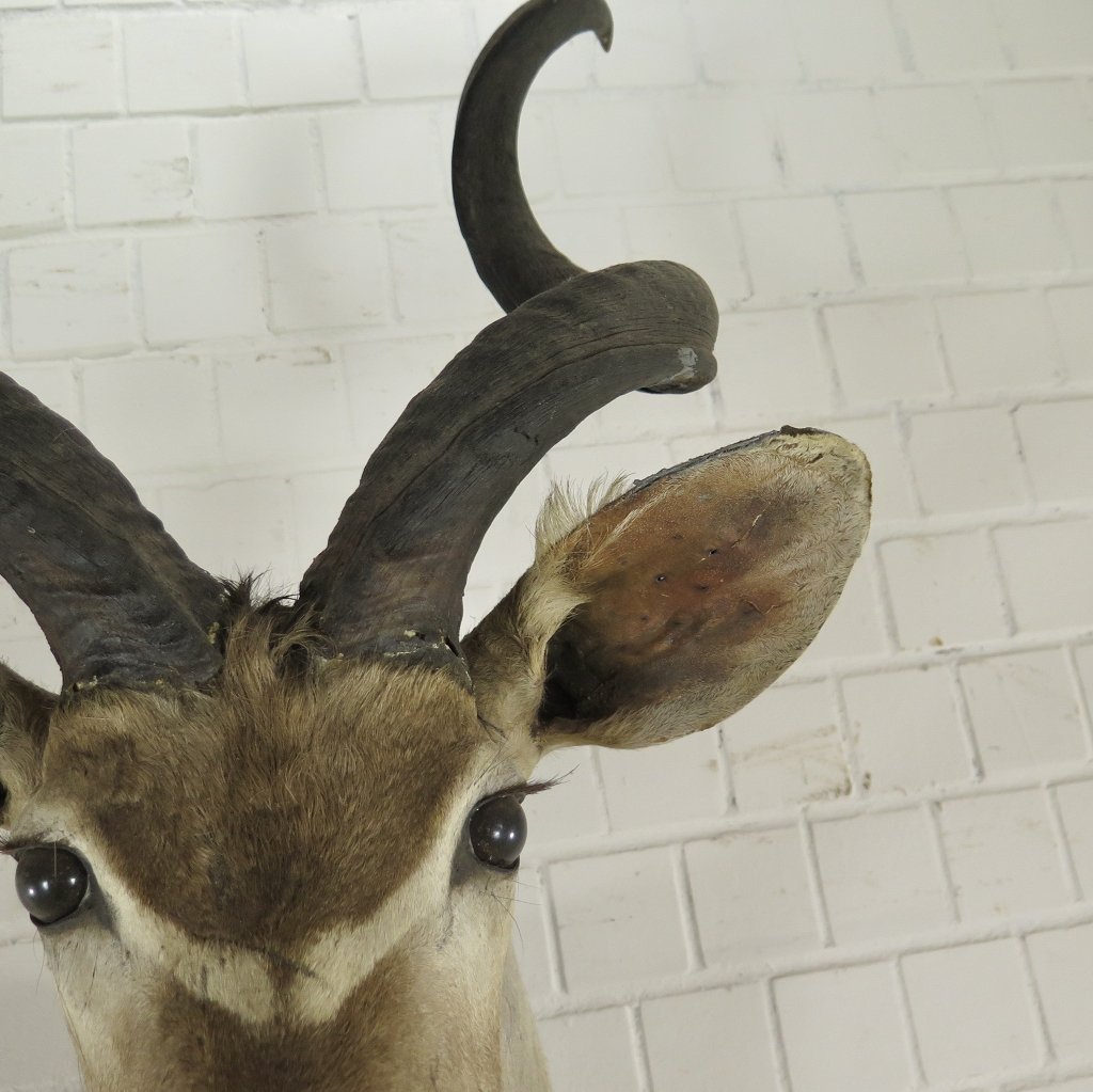 Jagdtrophäe Großer Kudu 1,25 m